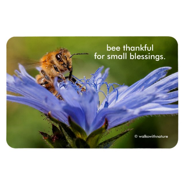 Honeybee vid Blommar Radicchio Flower Magnet (Horisontell)