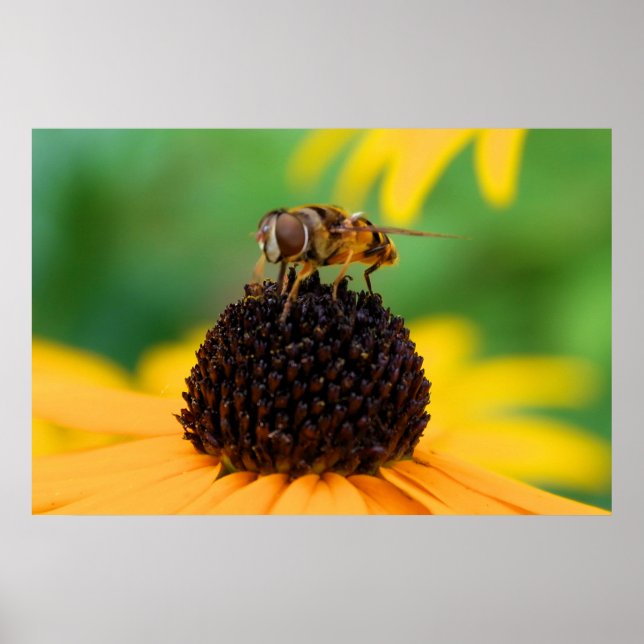 Honeybee vid Centrum för Sak Poster (Framsidan)