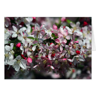 Honeybee Visiting Apple-Blommar Hälsningskort