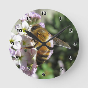 Honeybeen på Heliotroperundaväggen tar tid på Rund Klocka