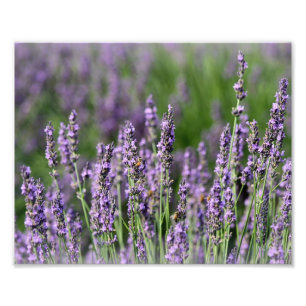 Honeybees på Lavender Flowers Fototryck