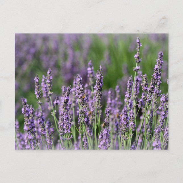 Honeybees på Lavender Flowers Vykort (Framsida)