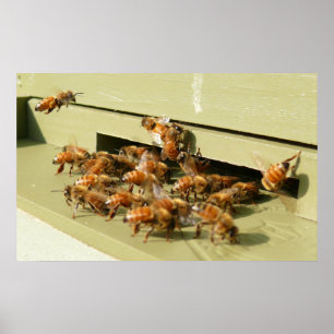 Honeybees Poster