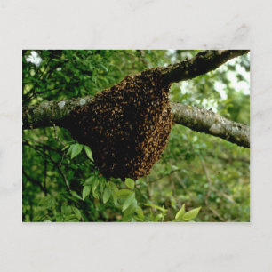 Honeybees Vykort