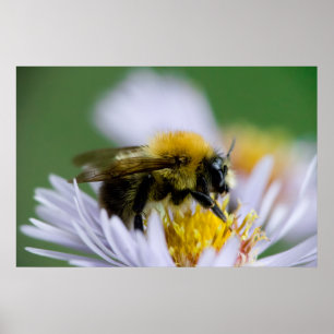 Honeybeon a White Flower Poster