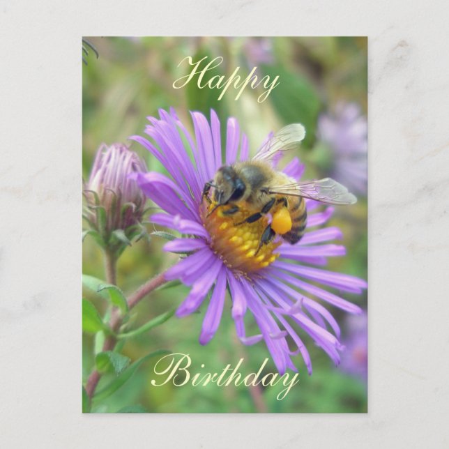 Honeybeon Asters Birthday CoordinItems Vykort (Framsida)