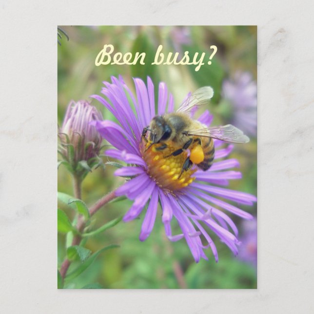 Honeybeon Asters Quick "Hi" Vykort (Framsida)