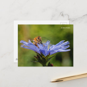 Honeybeon Blommar Radicchio Italienska Cikoriarot Vykort