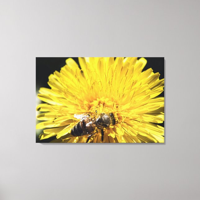 Honeybeon på makrofoto för gult-dandelion canvastryck (Framsida)