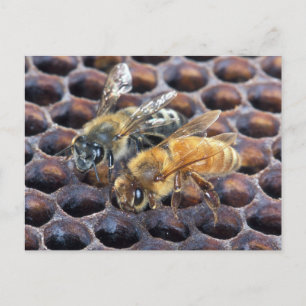 Honeycomb Bees Vykort