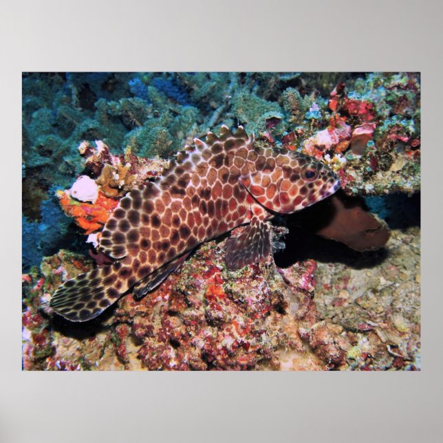 Honeycomb Grouper Poster (Framsidan)