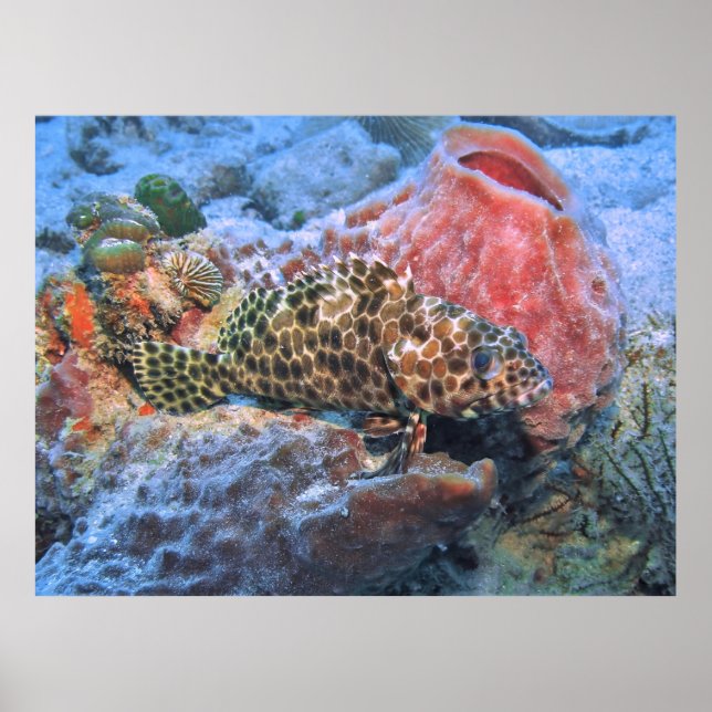 Honeycomb Grouper Poster (Framsidan)