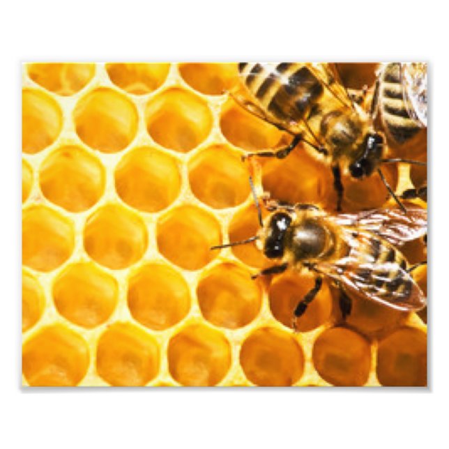 Honeycomb och Bees Mönster Design Fototryck (Framsidan)