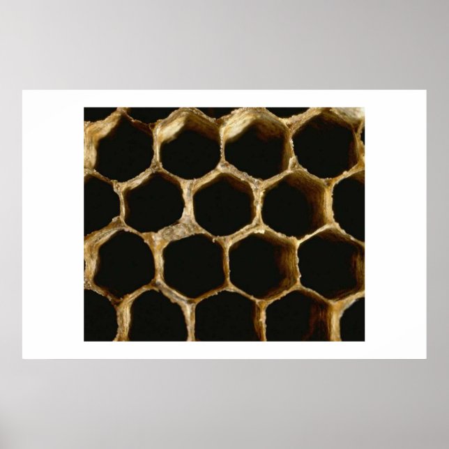 Honeycomb Poster (Framsidan)