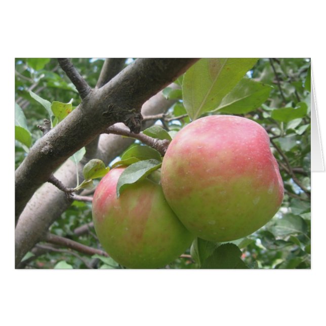Honeycrisp OBS Kort (Framsidan Horizontal)