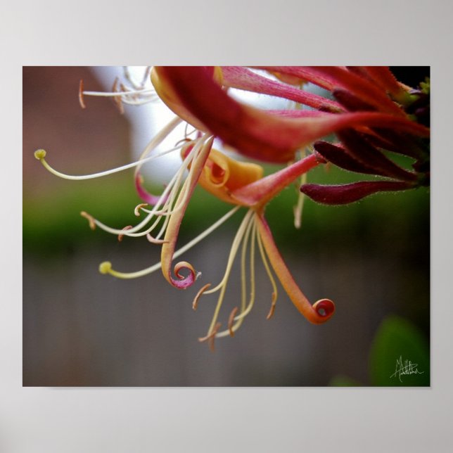 Honeysuckle [Art Print] Poster (Framsidan)