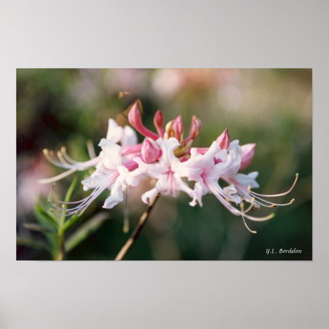 Honeysuckle Azalea Wildblomma Poster (Framsidan)