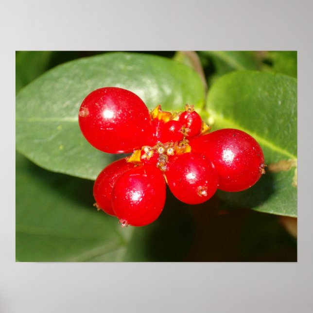 Honeysuckle Berries Poster (Framsidan)