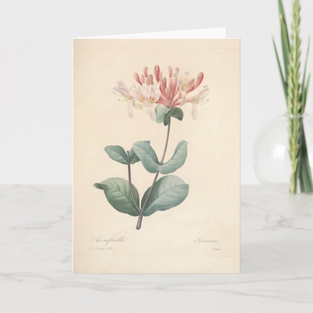 Honeysuckle by Redoute Botanical Sympathy Card Tack Kort (Framsida)