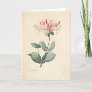 Honeysuckle by Redoute Botanical Sympathy Card Tack Kort