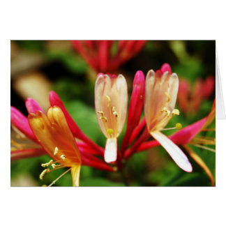 Honeysuckle Card Hälsningskort