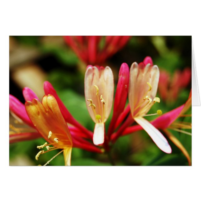 Honeysuckle Card Hälsningskort (Framsidan Horizontal)