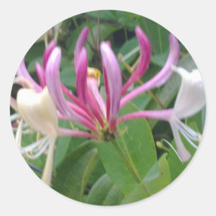 Honeysuckle Flower Sticker Runt Klistermärke