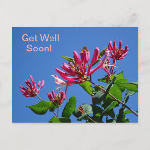 Honeysuckle-Get well Soon-Postcard Vykort