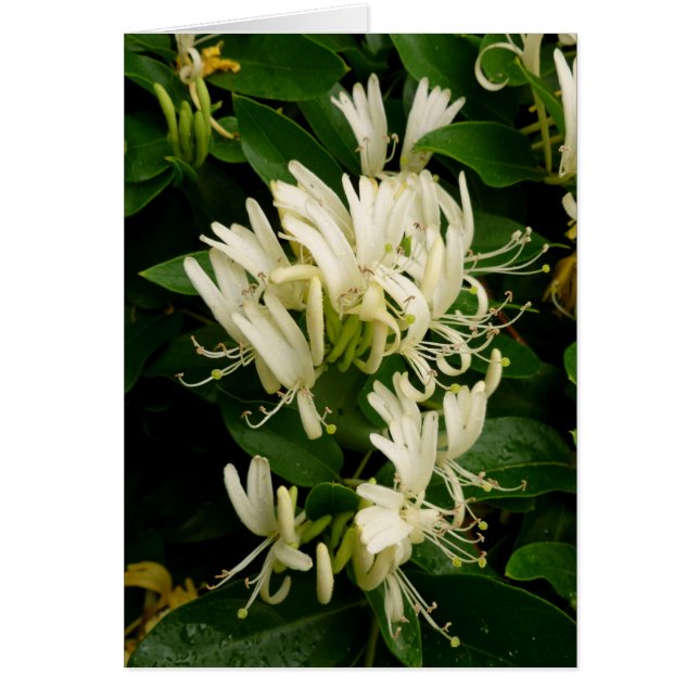 Honeysuckle Hälsningskort (Framsidan)