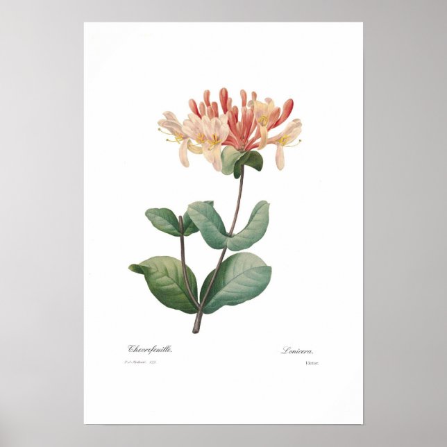Honeysuckle Poster (Framsidan)