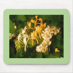 Honeysuckle Ro Musmatta