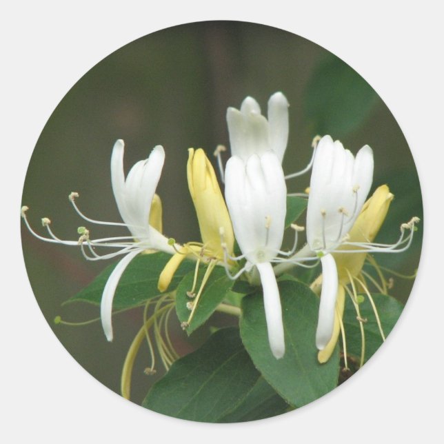 Honeysuckle Runt Klistermärke (Framsida)