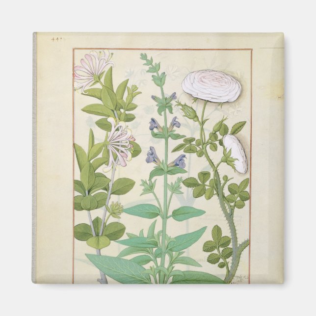Honeysuckle, Sage och Ro Magnet (Framsidan)