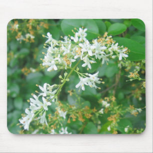 "Honeysuckle Sweet" Musmatta