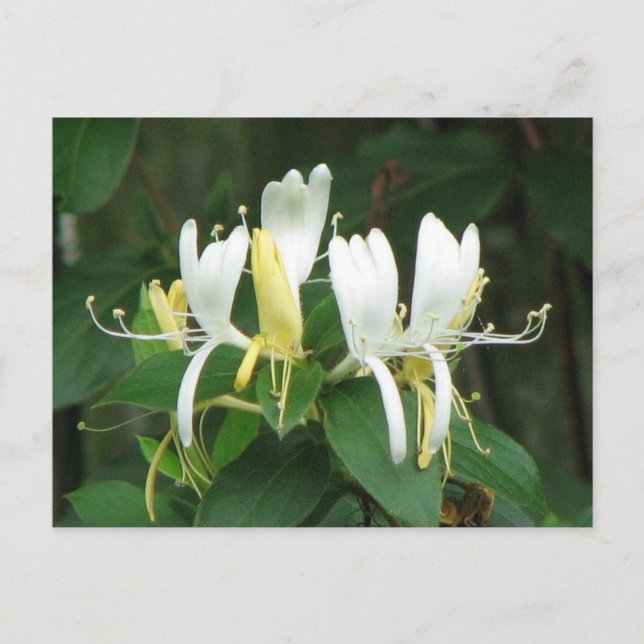 Honeysuckle Vykort (Framsida)