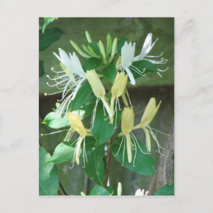 Honeysuckle Vykort