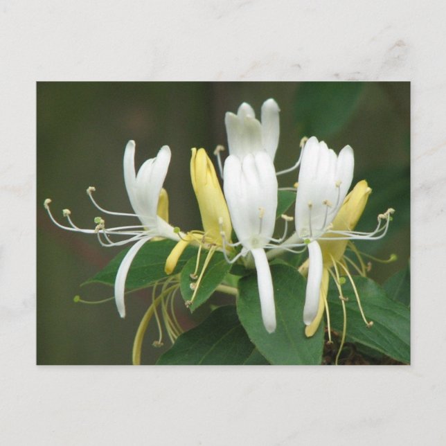 Honeysuckle Vykort (Framsida)