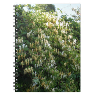 Honeysug på en vägg anteckningsbok med spiral