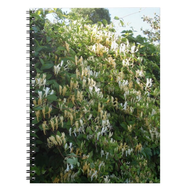 Honeysug på en vägg anteckningsbok med spiral (Framsidan)