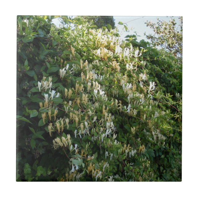 Honeysug på en vägg kakelplatta (Framsidan)