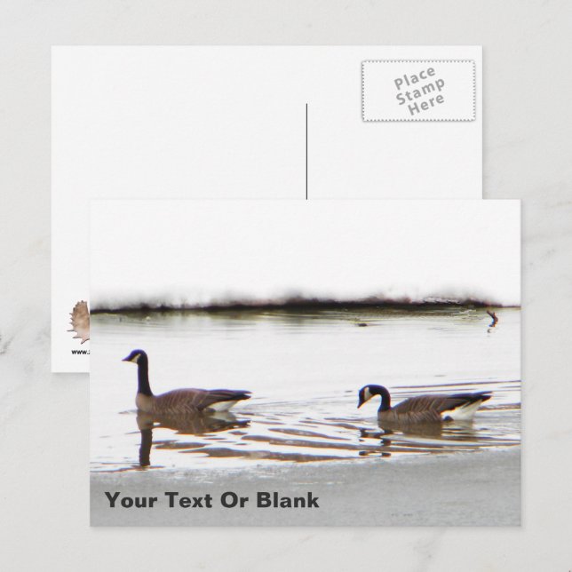 Honkers - Kanada Geese Vykort (Fram/baksida)