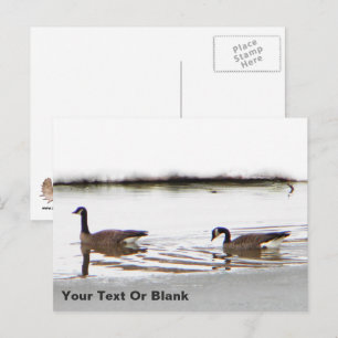 Honkers - Kanada Geese Vykort