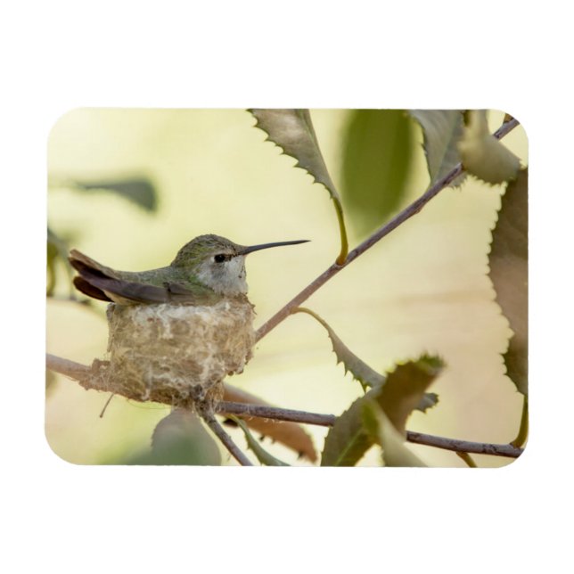 Honlig hummingbird på hennes bo magnet (Horisontell)