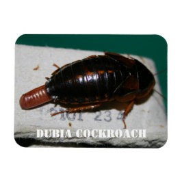 Honlig kackerlacka med äggsac magnet