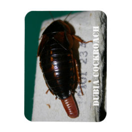 Honlig kackerlacka med äggsac magnet