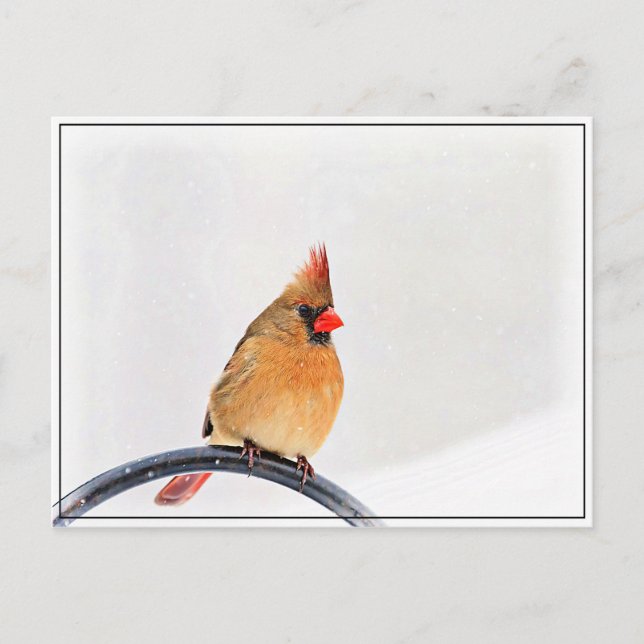 Honlig kardinal vykort (Framsida)