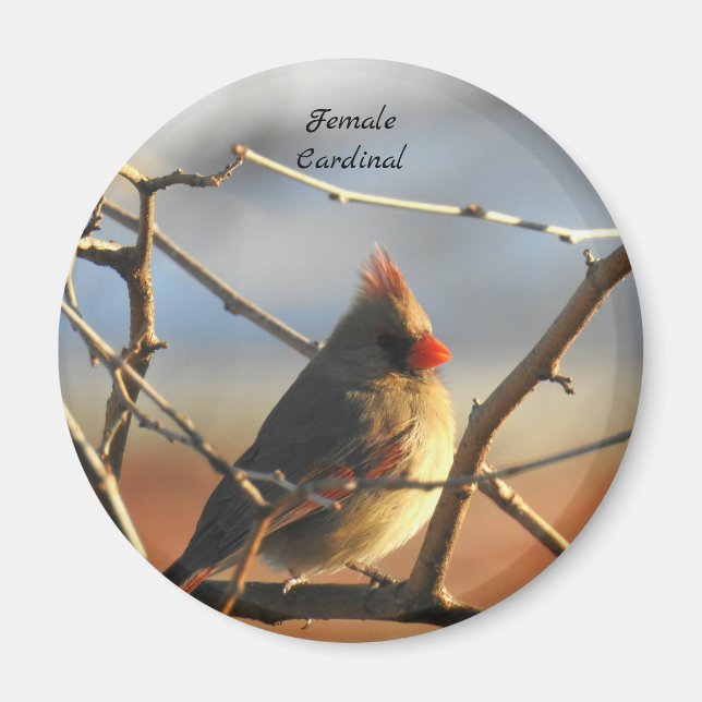 Honlig kardinalfågel magnet (Framsidan)