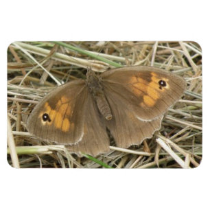 Honlig Meadow Brown Butterfly Premium Magnet