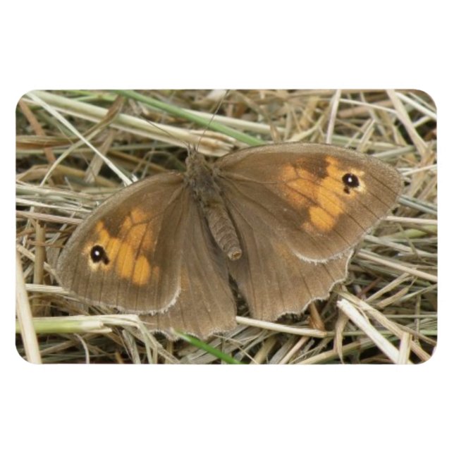 Honlig Meadow Brown Butterfly Premium Magnet (Horisontell)