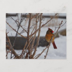 Honlig nordlig kardinal i vinter vykort